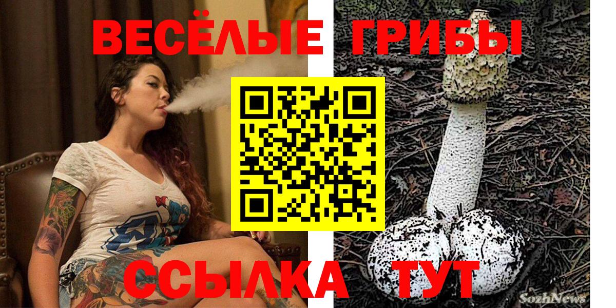 Сунжа  закладки  Вход с VPN  Псилоцибиновые грибы Psilocybine cubensis 